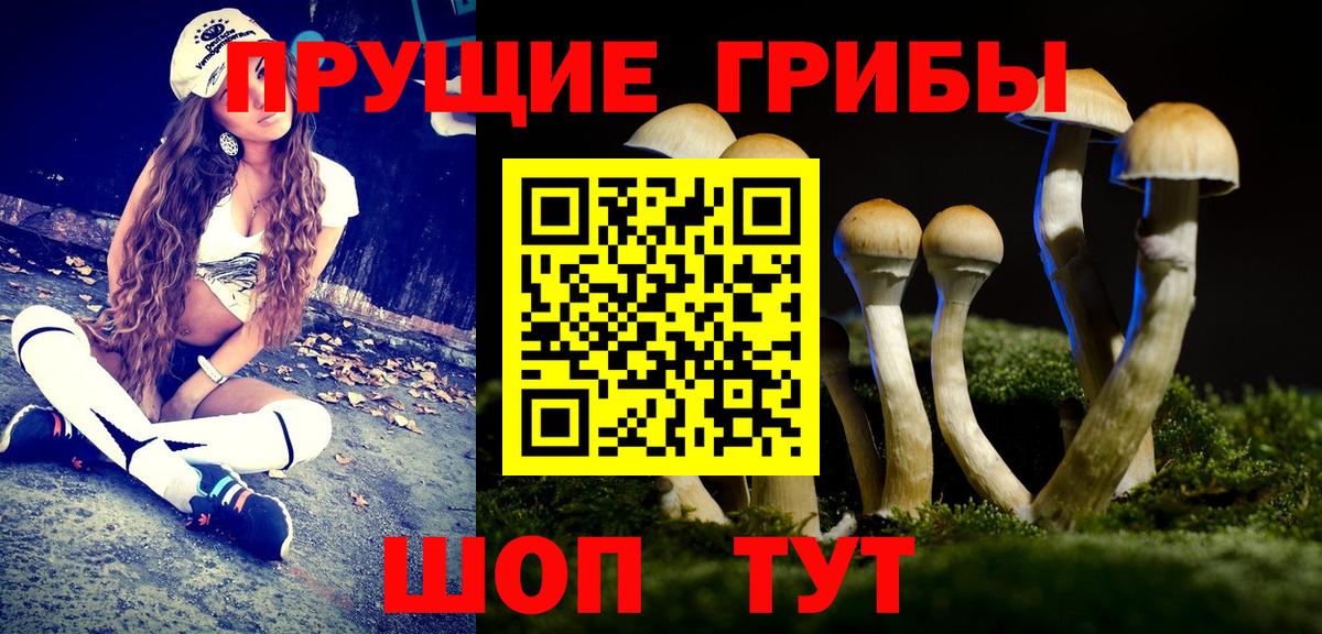Вологда  закладки  Вход с VPN  Псилоцибиновые грибы Cubensis 